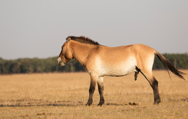 wild horses of Przewalski