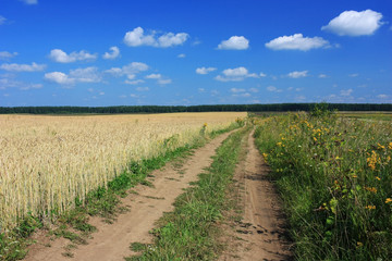 Fototapeta na wymiar Dirt country road in a field of wheat