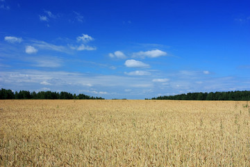 Wheat Ears Field