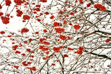 rowan under the snow