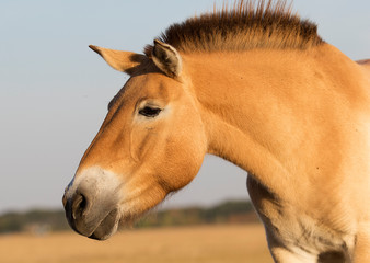 wild horses of Przewalski