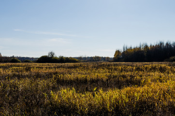 Fototapeta premium Grass and trees with shrubs in the swamp. Autumn dry grass