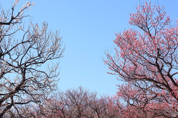 カラフルな梅林と青空