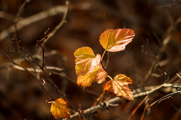 autumn, bright, beautiful, sky, leaves, red, green, yellow