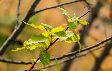autumn, bright, beautiful, sky, leaves, red, green, yellow