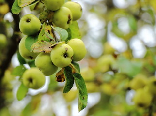 green apples on a branch on the background of red and green foliage