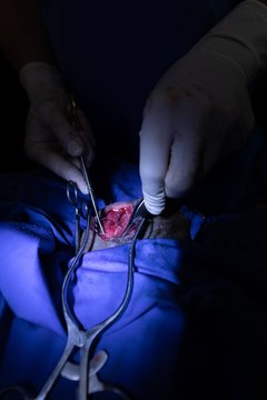 Surgeon operating a dog in operation theatre