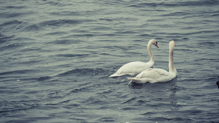 Obraz premium Cute Swan Couple on the Rhine river in Bonn