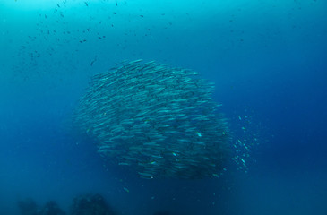 Fototapeta na wymiar School of Chevron Barracuda, Sphyraena putnamiae