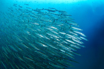 School of Chevron Barracuda, Sphyraena putnamiae