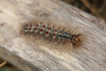 Gyspy Moth Caterpillar close-up. Lymantria Dispar