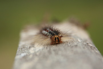 Gyspy Moth Caterpillar close-up. Lymantria Dispar