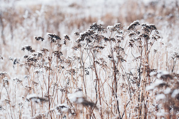 frozen winter plant in the wild landscape