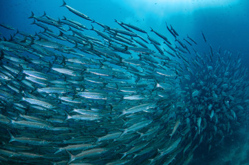 School of Chevron Barracuda, Sphyraena putnamiae