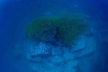 School of Fusiliers schooling around abandoned fishing cage
