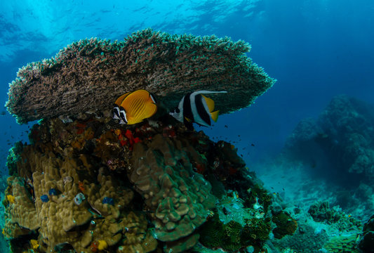A couple of Hong Kong Butterflyfish (Chaetodon wiebeli) with a schooling bannerfish (Heniochus diphreutes) under a big table coral, Koh Tao, Thailand 
