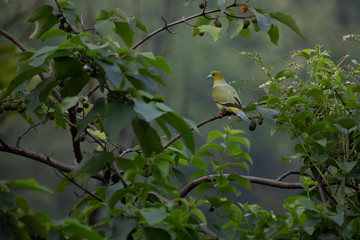 Pin tail green pigeon