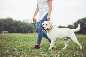 Frame with a beautiful girl with a beautiful dog in a park on green grass.