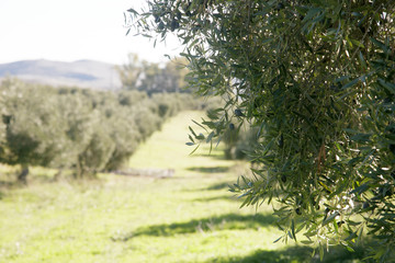 olivo,aceite,campo,aceitunas