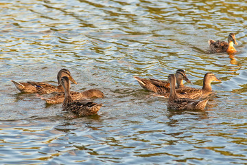 Naklejka premium Female mallard duck (anas platyrhynchos) on Danube river