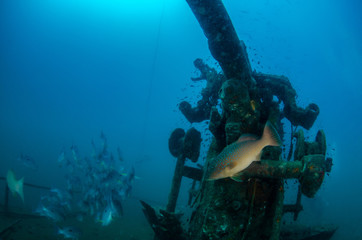 Canon at "Sattukut" wreck sunken near Koh Tao Thailand with school One spot snapper in the background 