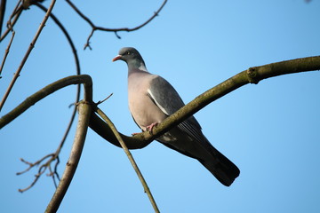 common wood pigeon dove, single on branch,  close up,  blue sky