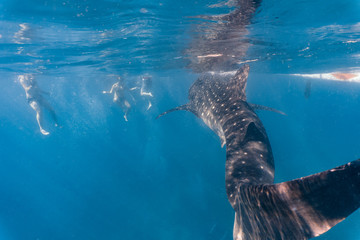 Naklejka premium Whale shark watching in Oslob, Cebu fed with krill closeup
