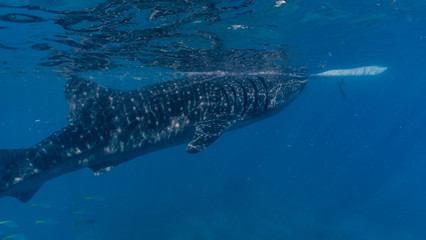 Whale shark watching in Oslob, Cebu fed with krill closeup