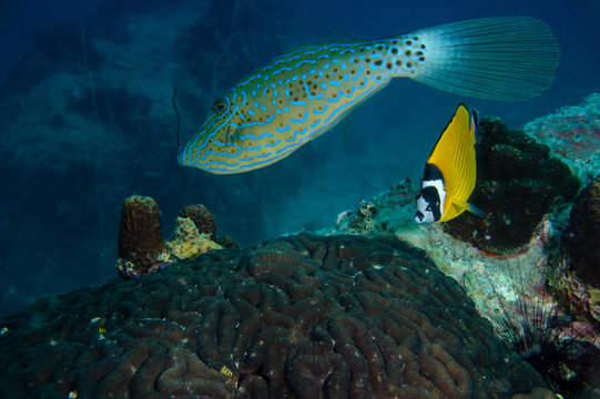 Scrawled filefish (Aluterus scriptus) with a Hong Kong Butterflyfish (Chaetodon wiebeli) on the coral reef in Koh Tao, Thailand