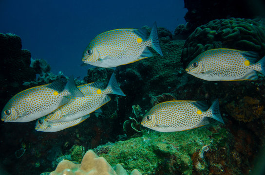 Closeup of a group of Gold saddle/Yellow spot Rabbitfish, (Siganus guttatus) on the coral reefs of Koh Tao, Thailand