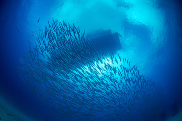 School of Chevron Barracuda, Sphyraena Putnamiae with dive boat in the background 