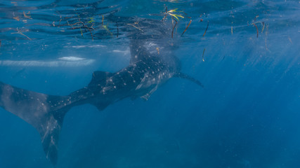 Fototapeta premium Whale shark watching in Oslob, Cebu fed with krill closeup