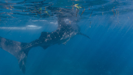 Whale shark watching in Oslob, Cebu fed with krill closeup