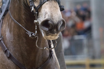 Ollares de un caballo excitado al terminar su prueba de competición © Azahara