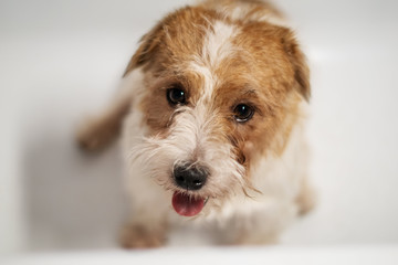 JACK RUSSELL TERRIER VIEW CLOSEUP ON WHITE BACKGROUND ISOLATED