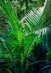 Naklejka na ściany i meble Pflanzen im Dschungel