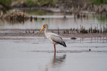 Yellow-billed Stock 
