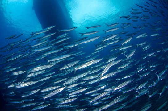 School of Chevron Barracuda, Sphyraena Putnamiae with dive boat in the background 