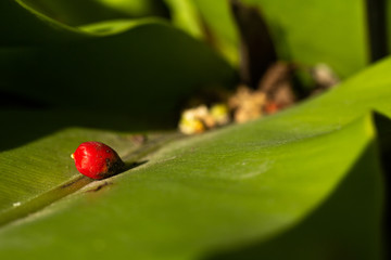 Red fruit of yellow palm or butterfly palm (Dypsis lutescens)  on green leaf background, Close up and Marco shot