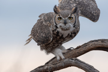 Big Horn Owl Locked In On Prey & Ready To Launch