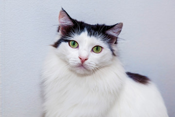 Fototapeta premium Black and white cat