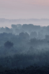 Mystical view on forest under haze at early morning. Eerie mist among layers from tree silhouettes in taiga under predawn sky. Atmospheric minimalistic landscape of majestic nature in faded blue tones