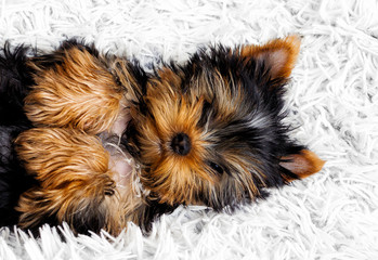 cute puppy on a fluffy blanket