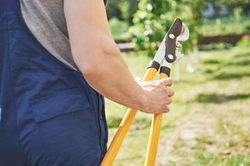 A professional gardener at work cuts fruit trees.