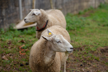 Obraz premium Castellana sheep breed