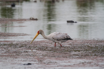 Yellow-billed Stock 