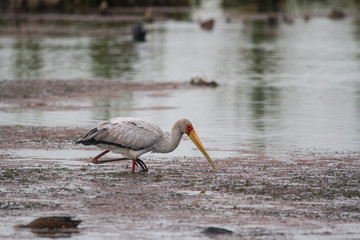 Yellow-billed Stock 