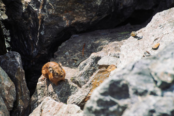 Pika rodent on stones in highlands. Small curious animal on colorful rocky hill. Little fluffy cute mammal on picturesque boulders in mountains. Small mouse with big ears. Little nimble pika.