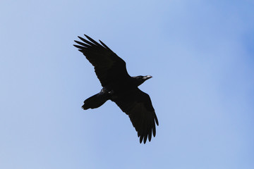 Common raven Corvus corax flying siluet in blue sky