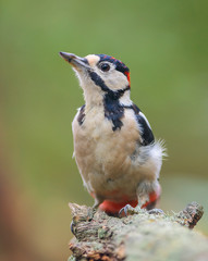 Great spotted woodpecker (Dendrocopos major)